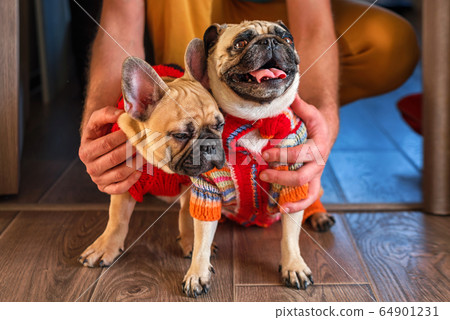 Man holding and stroking his pets pug dog and Man holding and stroking his pets pug dog and 64901231