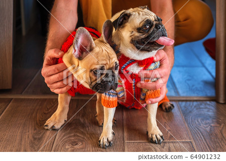 Man holding and stroking his pets pug dog and Man holding and stroking his pets pug dog and 64901232