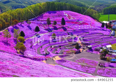 北海道智子芝櫻公園 64901255