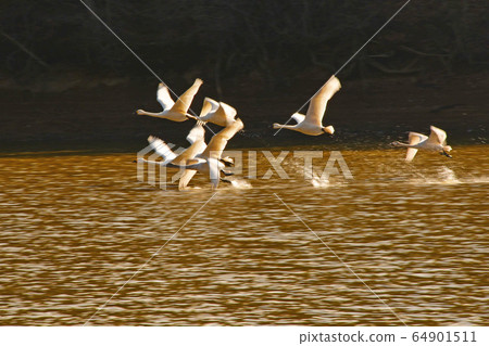 大池天鵝 64901511