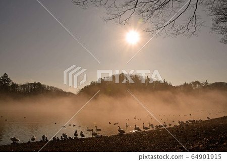 Oike Swan Oike Swan 64901915