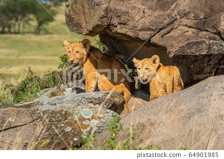 Two lion cubs standing under rocky overhang 64901985