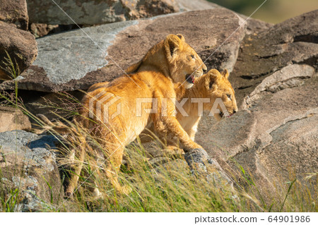 Two lion cubs stand among sunny rocks Two lion cubs stand among sunny rocks 64901986
