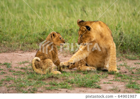 Two lion cubs sit together on grass Two lion cubs sit together on grass 64901987