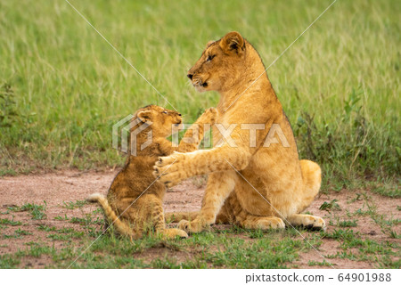 Two lion cubs sit pawing each other 64901988