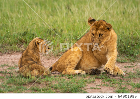 Two lion cubs sit together in grass Two lion cubs sit together in grass 64901989
