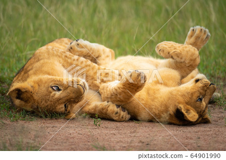 Two lion cubs playing on their backs Two lion cubs playing on their backs 64901990