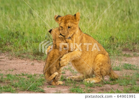 Two lion cubs sit fighting in grass Two lion cubs sit fighting in grass 64901991