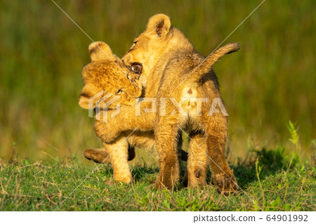 Two lion cubs playfully biting each other Two lion cubs playfully biting each other 64901992