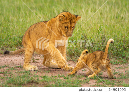 Two lion cubs play with each other Two lion cubs play with each other 64901993
