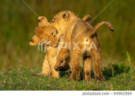 Two lion cubs playfully bite each other Two lion cubs playfully bite each other 64901994