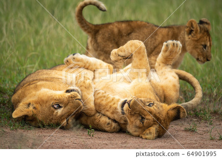 Two lion cubs play on their backs Two lion cubs play on their backs 64901995