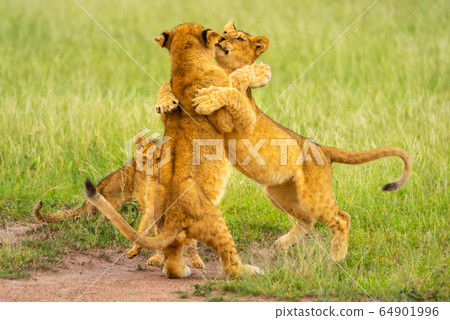 Two lion cubs play fighting near others Two lion cubs play fighting near others 64901996