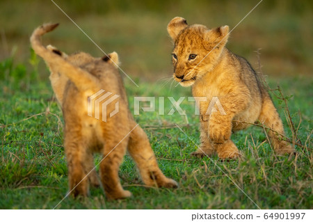 Two lion cubs play fighting on grass Two lion cubs play fighting on grass 64901997