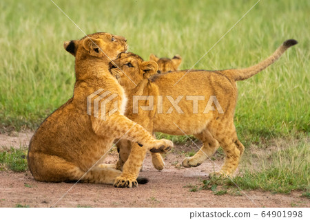 Two lion cubs play fighting near another Two lion cubs play fighting near another 64901998