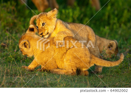 Two lion cubs play fight on grass Two lion cubs play fight on grass 64902002