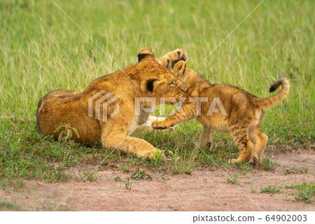 Two lion cubs play fight in grass Two lion cubs play fight in grass 64902003