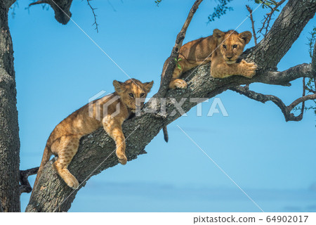 Two lion cubs lie on tree branch 64902017