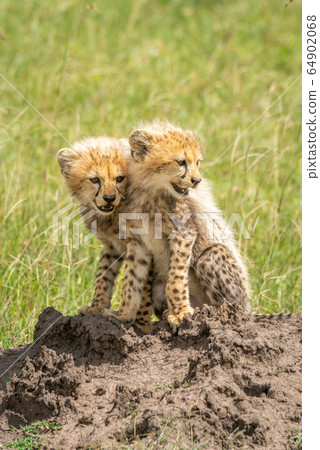 Two cheetah cubs sit on termite mound Two cheetah cubs sit on termite mound 64902068