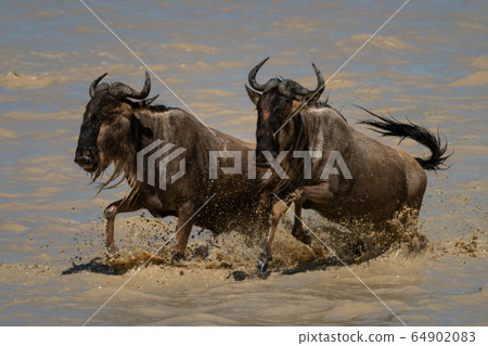 Two blue wildebeest gallop through muddy lake Two blue wildebeest gallop through muddy lake 64902083