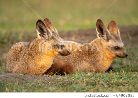 Two bat-eared fox lie on short grass Two bat-eared fox lie on short grass 64902085