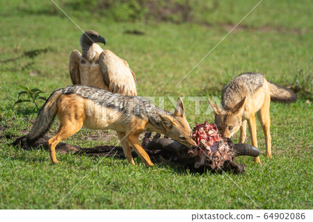 Two black-backed jackal feed on wildebeest carcase Two black-backed jackal feed on wildebeest carcase 64902086