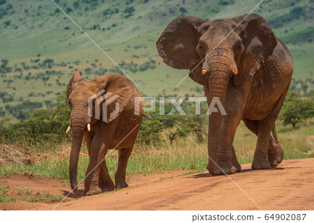Two African elephants walk along dirt track Two African elephants walk along dirt track 64902087