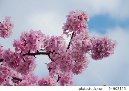 japan, tree, flowers 64902133