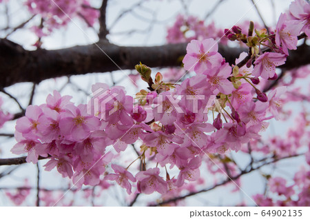 日本 花朵 花 64902135