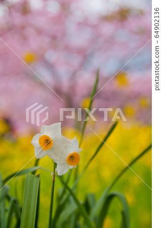 flower, flowers, botanic 64902136