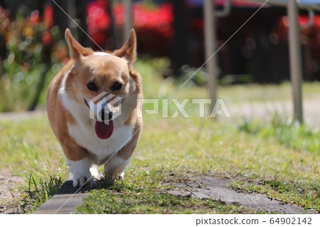 Walking corgi 64902142