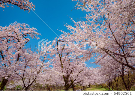Senjozakura on the south side of Akagi in full bloom [Gunma Prefecture] 64902561