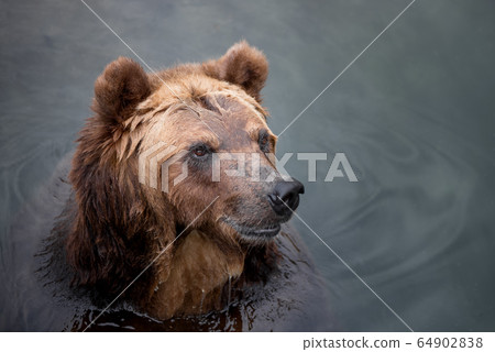 Brown bear swimming in the river. A close-up of a wild brown bear in the reserve Brown bear swimming in the river. A close-up of a wild brown bear in the reserve 64902838