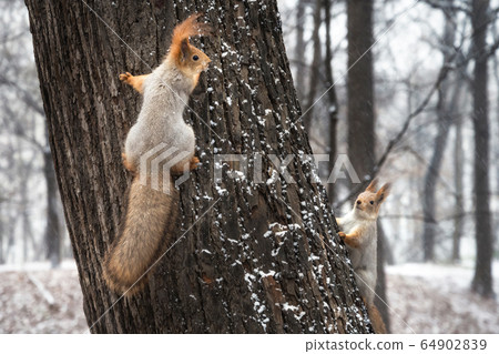 Two squirrels playing on a tree trunk in winter Two squirrels playing on a tree trunk in winter 64902839