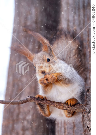 Cute squirrel eats a nut in the winter park Cute squirrel eats a nut in the winter park 64902840