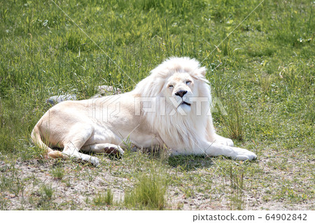 White lion lying on the green grass White lion lying on the green grass 64902842