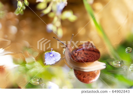 Tiny snail crawls on wet surface in the garden Tiny snail crawls on wet surface in the garden 64902843