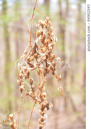 Seeds of Onidokoro Seeds of Onidokoro 64902845