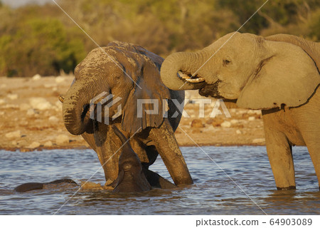 African elephant 64903089