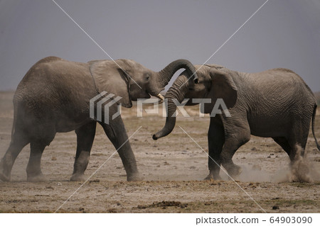 非洲大象 64903090