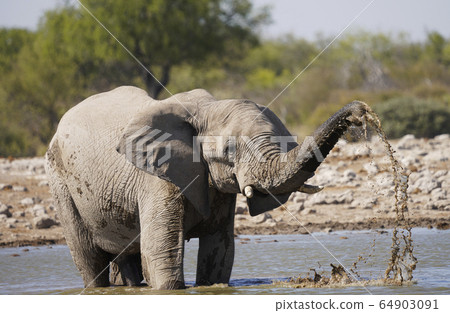 African elephant African elephant 64903091