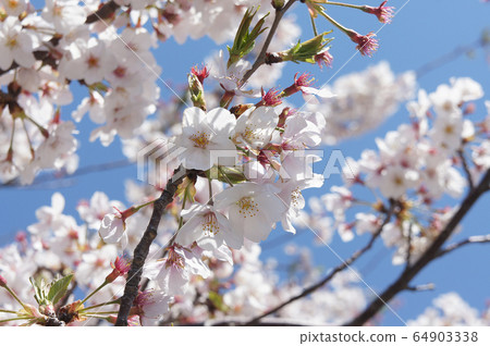 Cherry blossoms _ full bloom 01_ horizontal frame Cherry blossoms _ full bloom 01_ horizontal frame 64903338