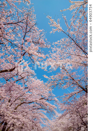 Thousand cherry trees in full bloom Thousand cherry trees in full bloom 64903754