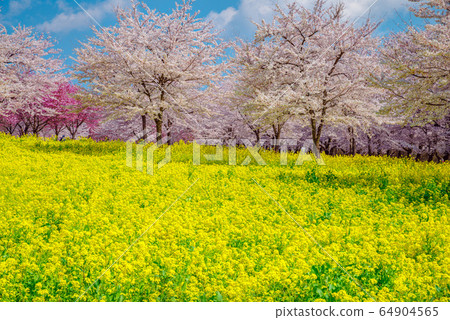 Cherry blossoms in full bloom and rape field [Gunma prefecture, Akagi south side Senbonzakura] 64904565