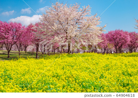 Cherry blossoms in full bloom and rape field [Gunma prefecture, Akagi south side Senbonzakura] 64904618