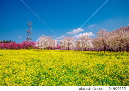 Cherry blossoms in full bloom and rape field [Gunma prefecture, Akagi south side Senbonzakura] 64904655
