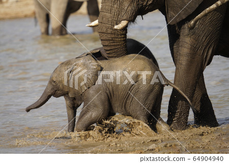 Parent and child of African elephant 64904940