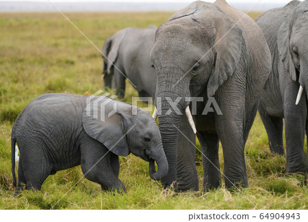 Parent and child of African elephant 64904943