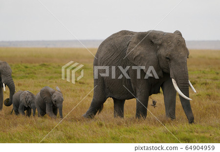 Parent and child of African elephant Parent and child of African elephant 64904959