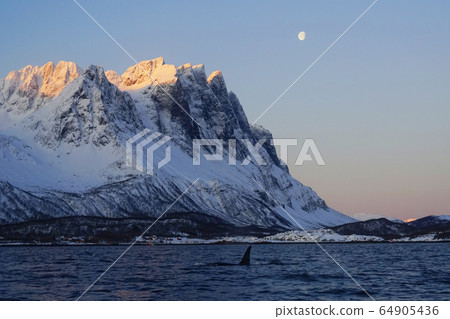 Norwegian killer whale 64905436